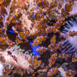 a bunch of clownfish swimming in a tank