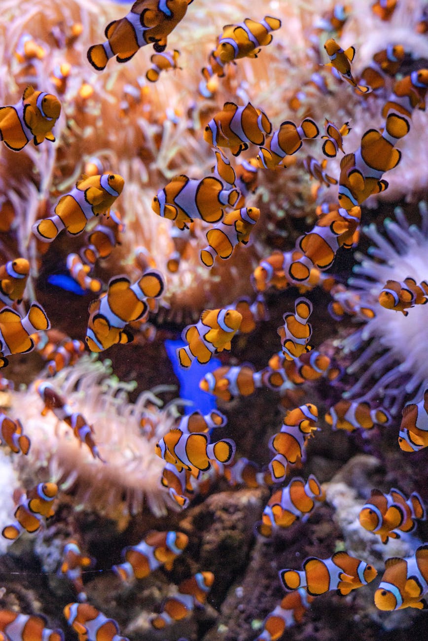 a bunch of clownfish swimming in a tank