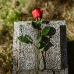 a red rose on a stone