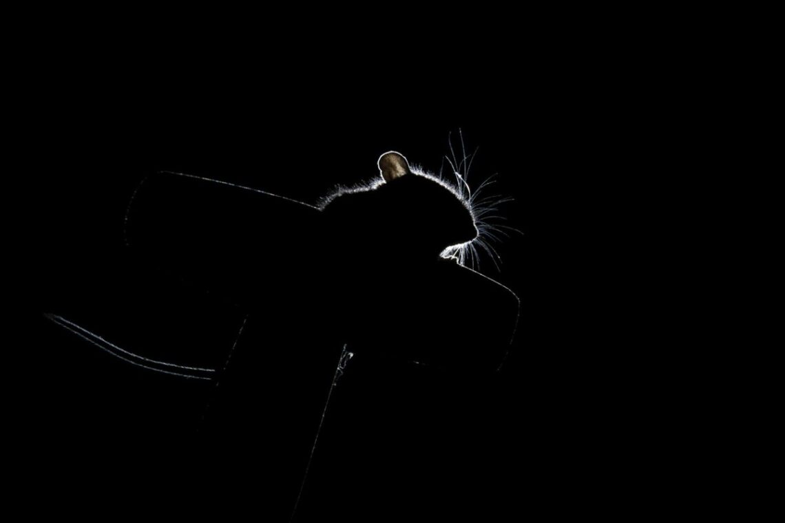 silhouette photo of a mouse
