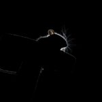 silhouette photo of a mouse