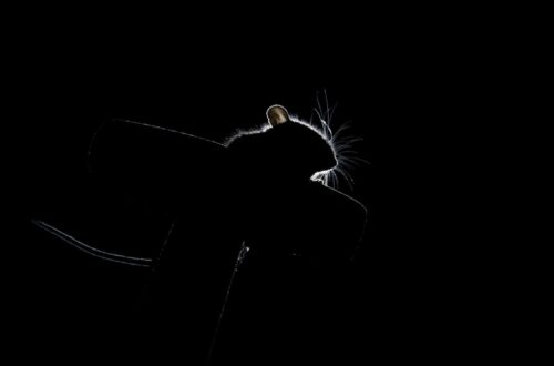 silhouette photo of a mouse