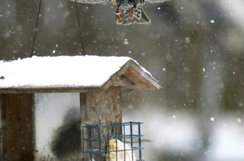 close up of a starling about to land in a birdhouse