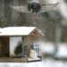 close up of a starling about to land in a birdhouse