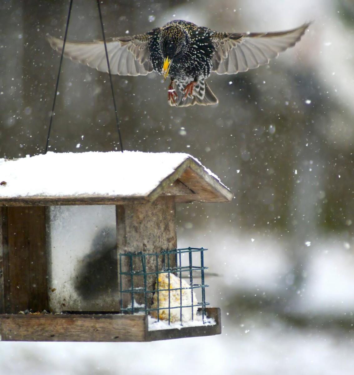 close up of a starling about to land in a birdhouse
