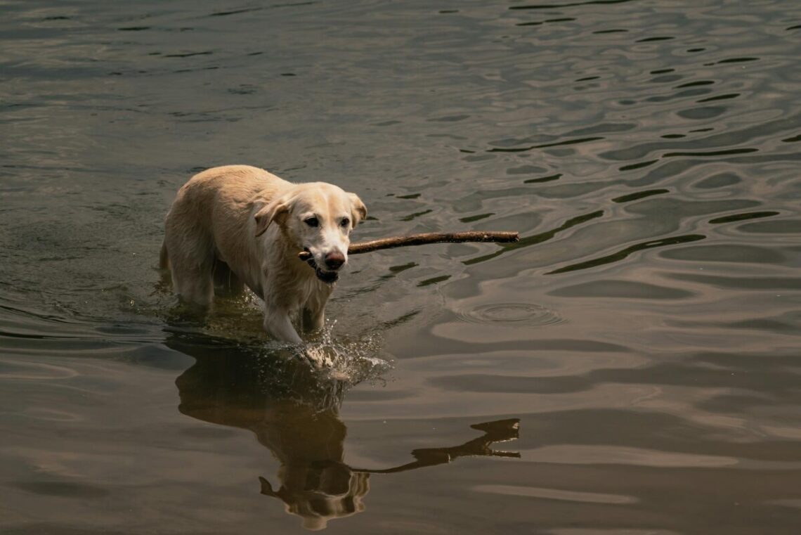 a dog walking on water and biting a wooden stick