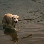 a dog walking on water and biting a wooden stick