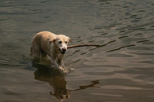 a dog walking on water and biting a wooden stick