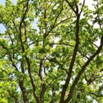 photo of green leafed tree