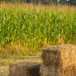 bales of hay with cornfield in achterberg netherlands
