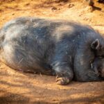 black hog prone lying on soil under shade of tree