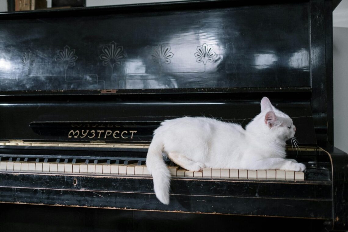 cat on black piano