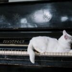 cat on black piano