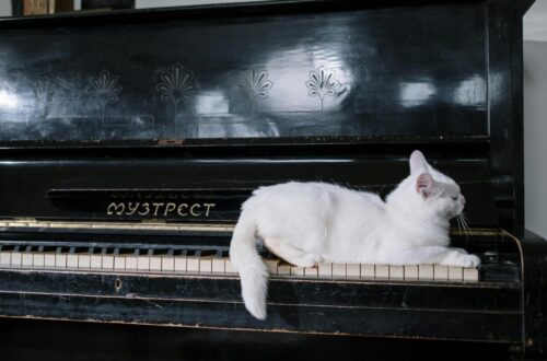 cat on black piano