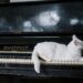 cat on black piano
