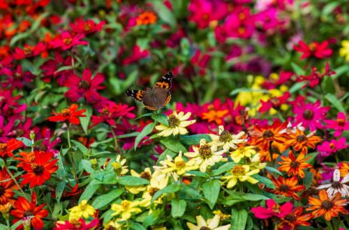 beautiful butterfly perched on flower