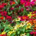 beautiful butterfly perched on flower
